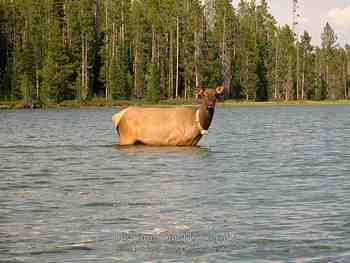 Jackson Hole, Wy - August 2007