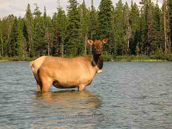 Jackson Hole, Wy - August 2007