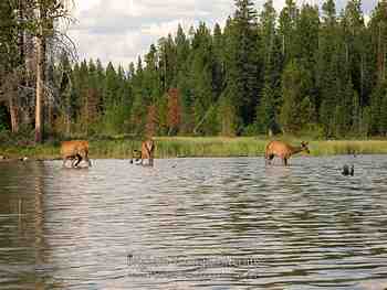 Jackson Hole, Wy - August 2007