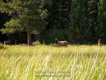Jackson Hole, Wy - August 2007